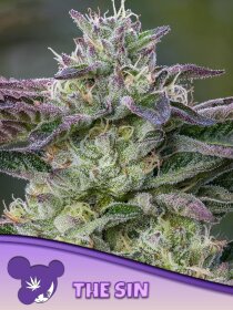 The Sin feminized seeds by Anesia Seeds