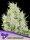 Anesia Seeds Lemongrass AUTO - 3 autoflowering Samen