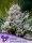 Anesia Seeds Green Apple Juice AUTO - 3 autoflowering seeds