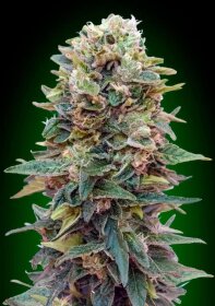 00 Seeds Bank Automatic Collection #2 - 6 autoflowering seeds