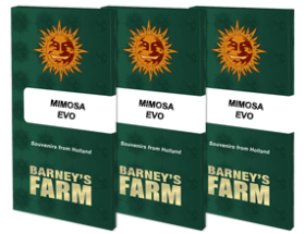 Barneys Farm Mimosa EVO - 3 feminisierte Samen