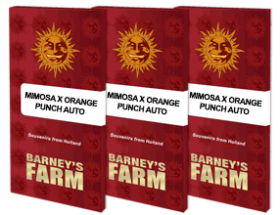 Barneys Farm Mimosa x Orange Punch AUTO - 3 autoflowering...
