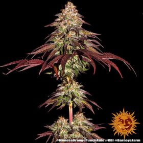 Barneys Farm Mimosa x Orange Punch AUTO - 3 autoflowering seeds