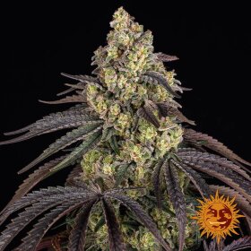 Barneys Farm Kush Mintz - 3 feminized seeds