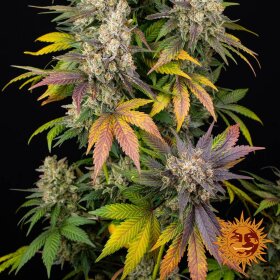 Barneys Farm Kush Mintz - 3 feminized seeds