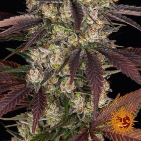 Barneys Farm Kush Mintz - 3 feminized seeds