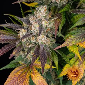Barneys Farm Kush Mintz - 3 feminized seeds