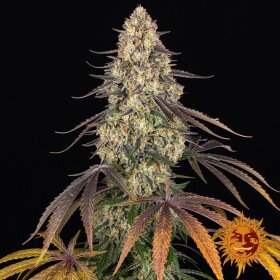 Barneys Farm Kush Mintz - 3 feminized seeds