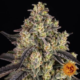 Barneys Farm Kush Mintz - 3 feminized seeds