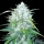BSB Genetics Bruce Banner AUTO - 5 autoflowering seeds