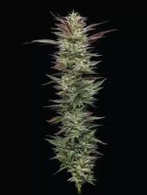 Humboldt Seed Company Notorious THC - 5 feminized seeds