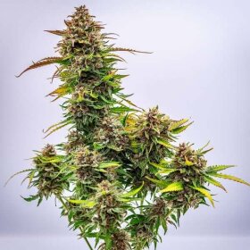 Royal Queen Seeds Bubble Kush AUTO - 3 autoflowering Samen