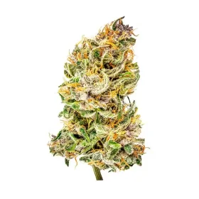 Royal Queen Seeds Bubble Kush AUTO - 3 autoflowering Samen