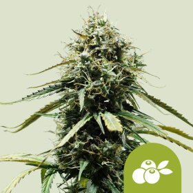 Royal Queen Seeds Haze Berry AUTO - 3 autoflowering seeds