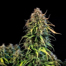 Royal Queen Seeds Haze Berry AUTO - 3 autoflowering seeds