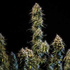 Royal Queen Seeds Haze Berry AUTO - 3 autoflowering seeds