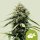 Royal Queen Seeds Haze Berry AUTO - 3 autoflowering seeds