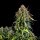 Royal Queen Seeds Haze Berry AUTO - 3 autoflowering seeds