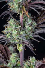 Fast Buds Mimosa Cake AUTO - 3 autoflowering seeds