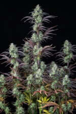 Fast Buds Mimosa Cake AUTO - 3 autoflowering seeds