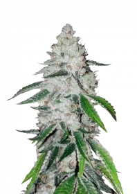 Fast Buds West Coast O.G. AUTO - 3 autoflowering seeds