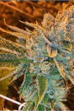 Fast Buds West Coast O.G. AUTO - 3 autoflowering seeds
