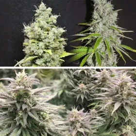 Dutch Passion Skunk Haze CBD - 3 feminized seeds
