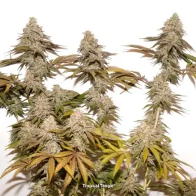 Dutch Passion Tropical Tangie - 3 feminized seeds