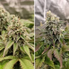 Dutch Passion Tropical Tangie - 3 feminized seeds