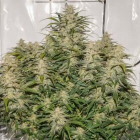 Dutch Passion SFV OG AUTO - 3 autoflowering seeds