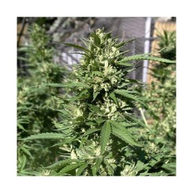 Dutch Passion Skunk #1 REGULAR - 10 regular seeds