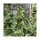 Dutch Passion Skunk #1 REGULAR - 10 regular seeds