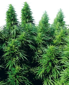 Sensi Seeds Ruderalis Skunk® REGULAR - 10...