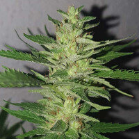 Delicious Seeds Chocobang ® - 3 feminized seeds