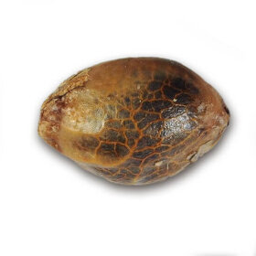 Delicious Seeds Critical Jack Herer - 3 feminized seeds