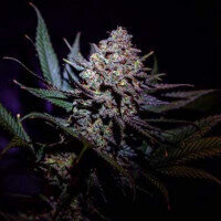 Delicious Seeds Critical Super Silver Haze ® - 3 feminized seeds