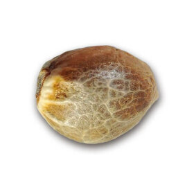 Delicious Seeds Delicious Candy ® - 3 feminized seeds