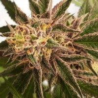Delicious Seeds Delicious Cookies - 3 feminized seeds