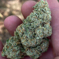 Delicious Seeds Lord Kush - 3 feminized seeds