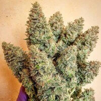 Delicious Seeds Lord Kush - 3 feminized seeds