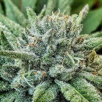 Delicious Seeds Lord Kush - 3 feminized seeds