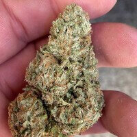 Delicious Seeds Lord Kush - 3 feminized seeds