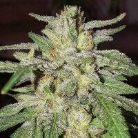 Delicious Seeds Lord Kush - 3 feminized seeds