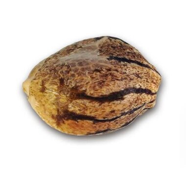 Delicious Seeds Critical Jack Herer AUTO - 3...