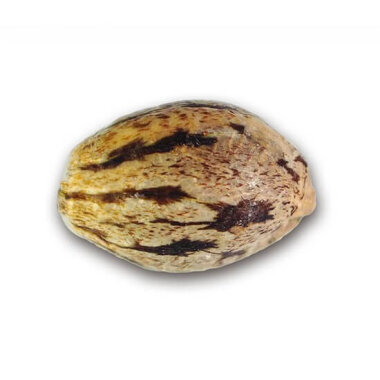 Delicious Seeds Il Diavolo ® AUTO - 3 autoflowering...