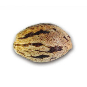 Delicious Seeds Il Diavolo ® AUTO - 3 autoflowering seeds