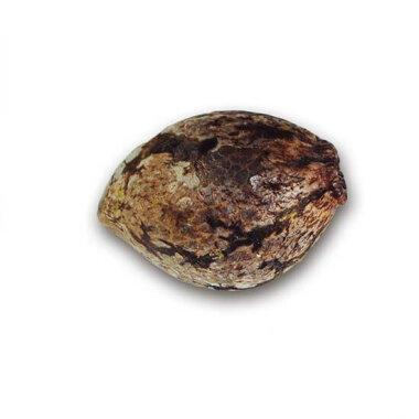 Delicious Seeds La Diva ® AUTO - 3 autoflowering seeds