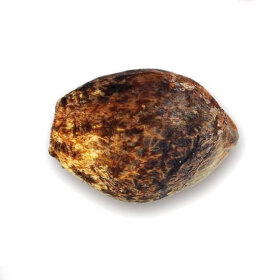 Delicious Seeds Blue Ace ® AUTO CBD - 3 automated seeds