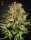 Green House Seed Co Super Bud - 3 feminized seeds