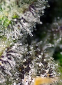 Sweet Seeds Green Poison XL ® AUTO - 3 autoflowering seeds
